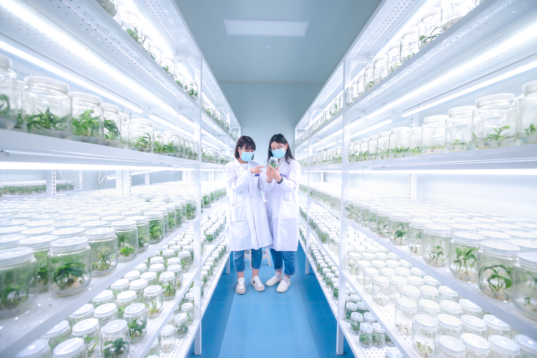 组培架，培养架，光照培养架